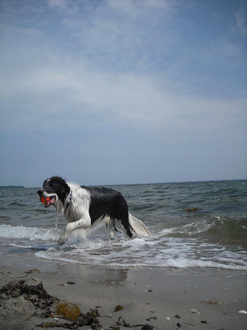 Border collie Meeko (Himmelhund) - Taget d. 16/7-11 billede 8