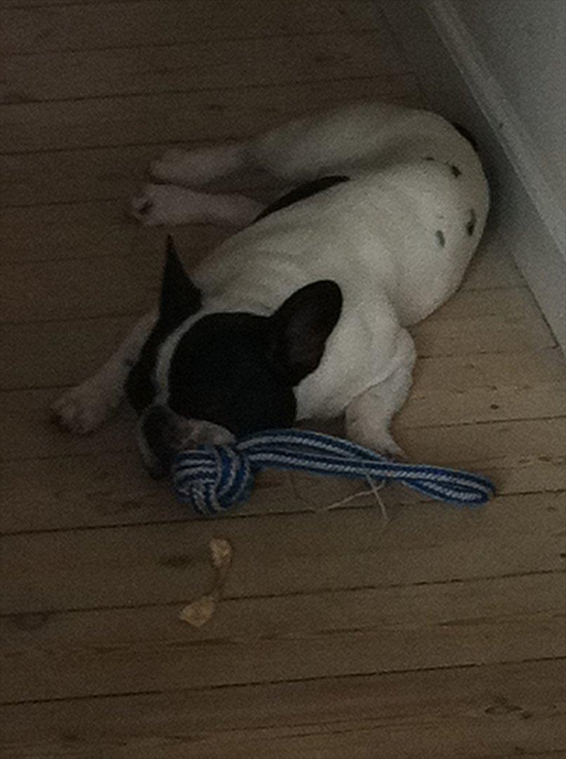 Fransk bulldog Albert billede 6