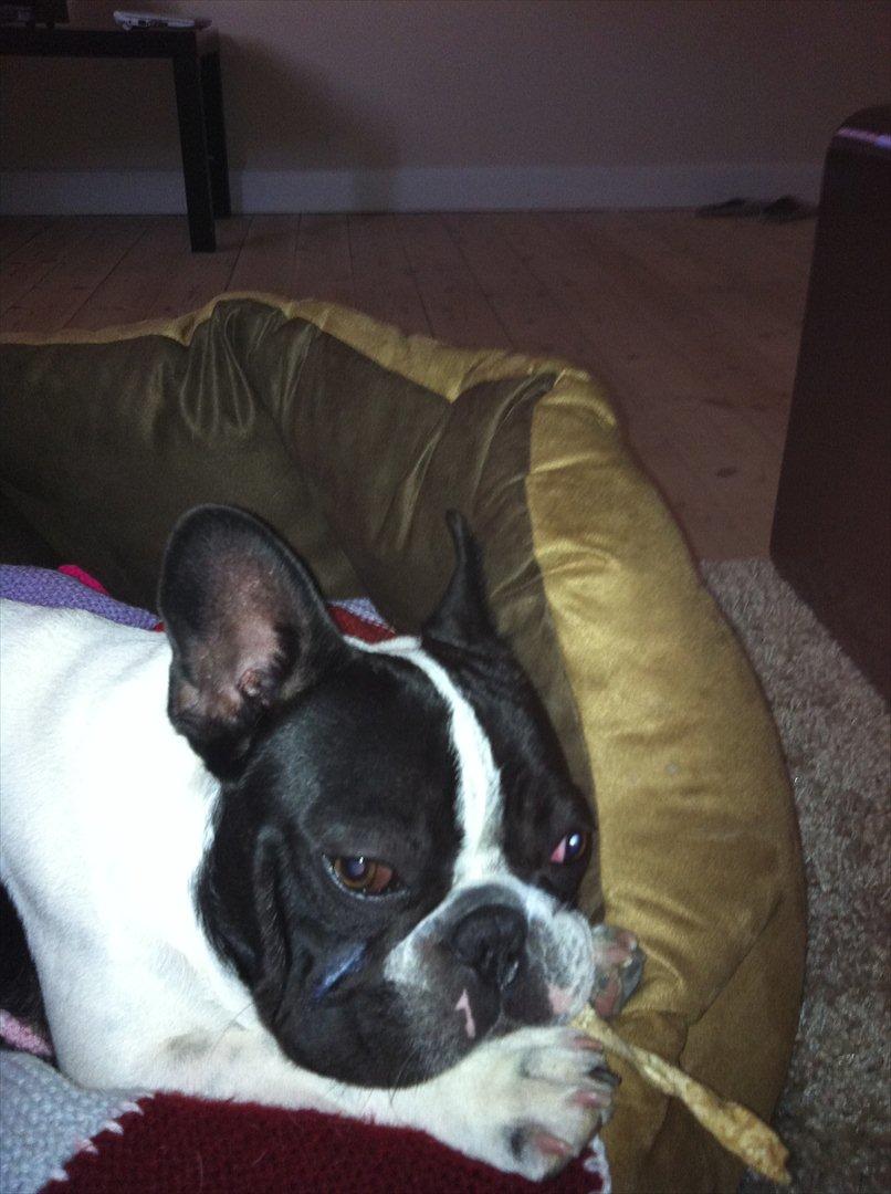 Fransk bulldog Albert billede 7