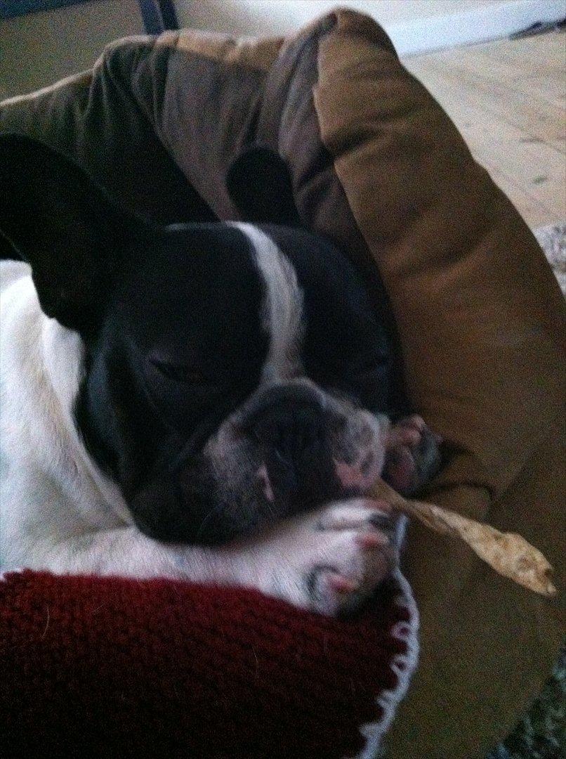 Fransk bulldog Albert billede 8