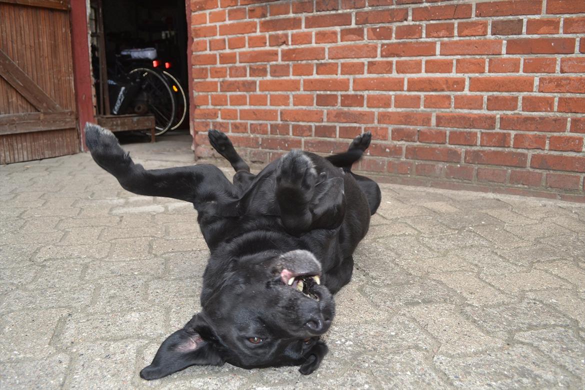 Labrador retriever Hølyst´s Amica R.I.P billede 9