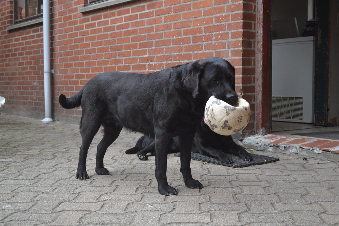 Labrador retriever Hølyst´s Amica R.I.P billede 10