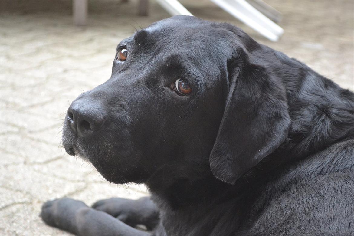 Labrador retriever Hølyst´s Amica R.I.P billede 11