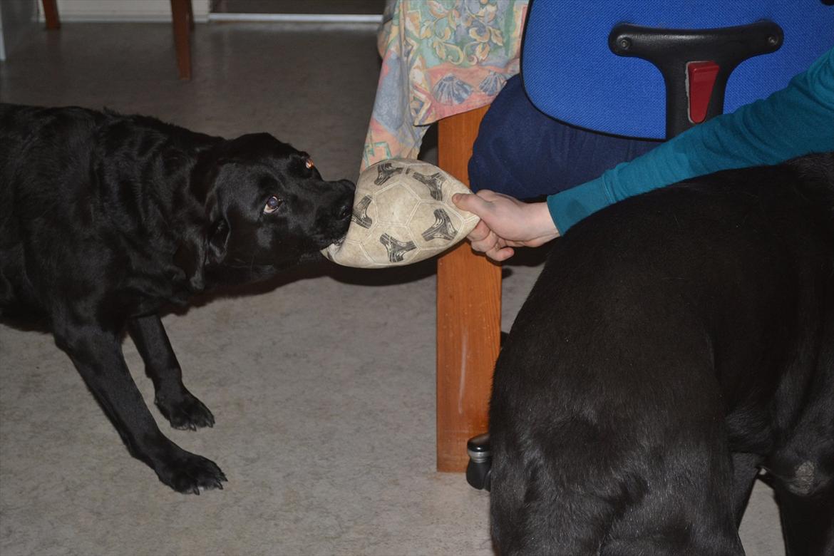 Labrador retriever Hølyst´s Amica R.I.P billede 12