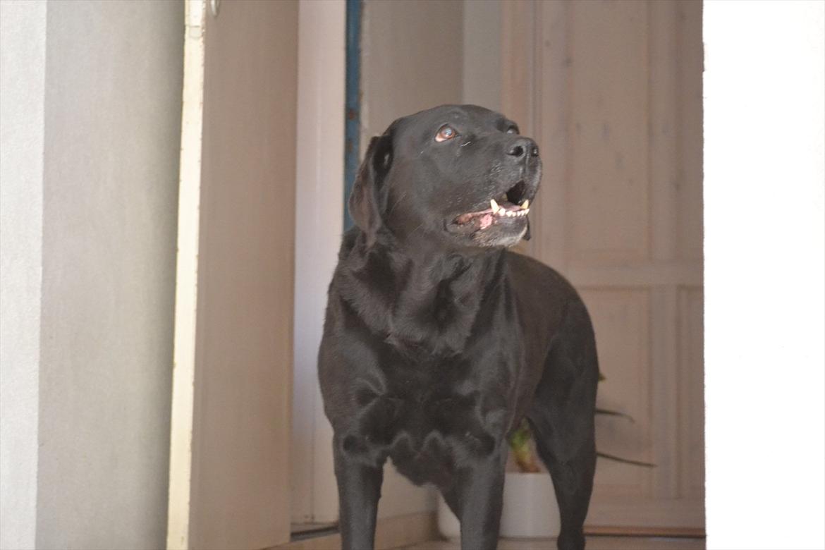 Labrador retriever Hølyst´s Amica R.I.P billede 13