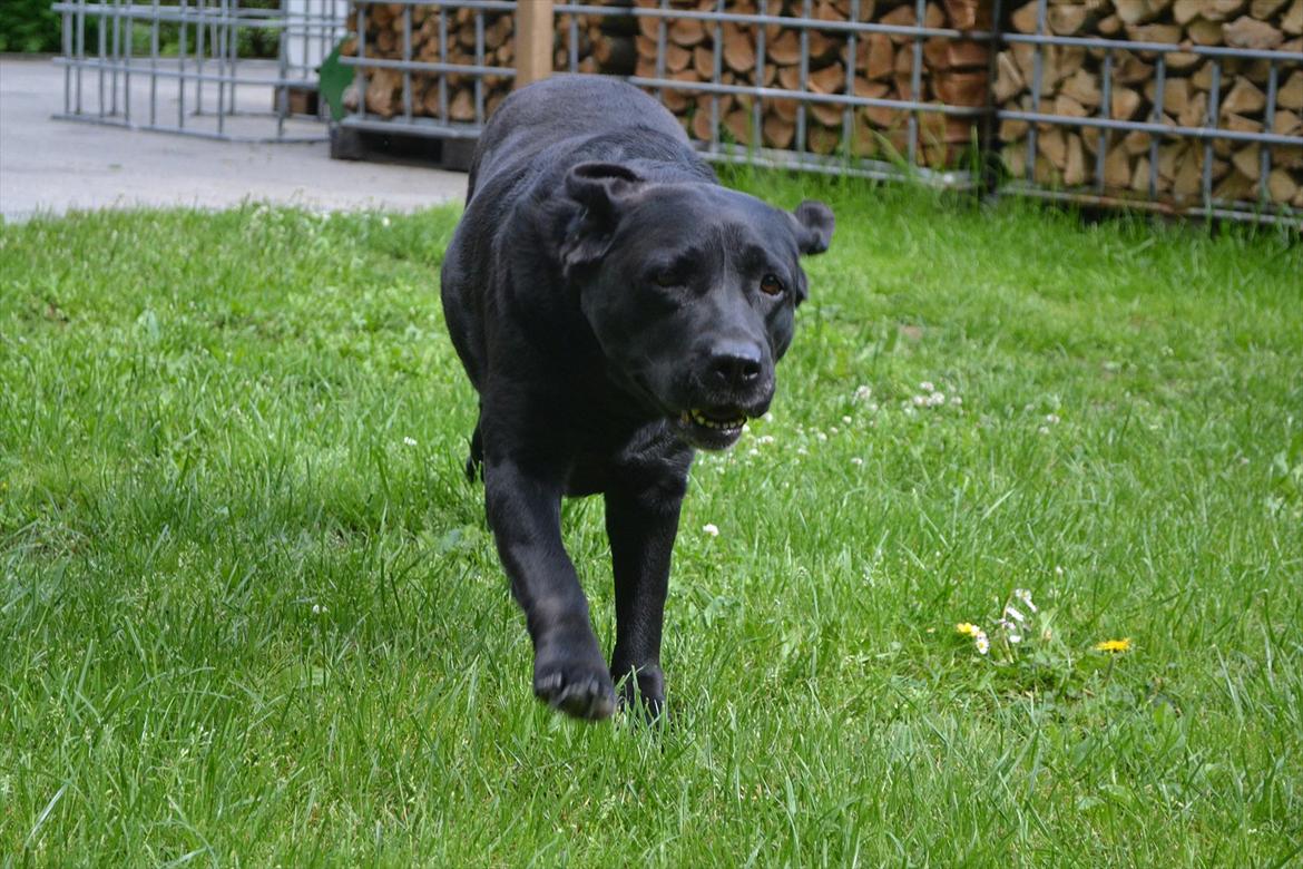 Labrador retriever Hølyst´s Amica R.I.P billede 1