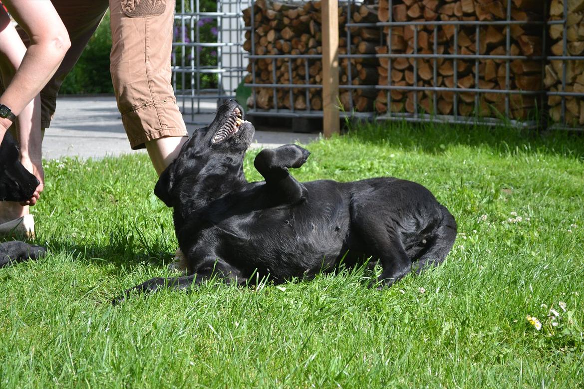 Labrador retriever Hølyst´s Amica R.I.P billede 14