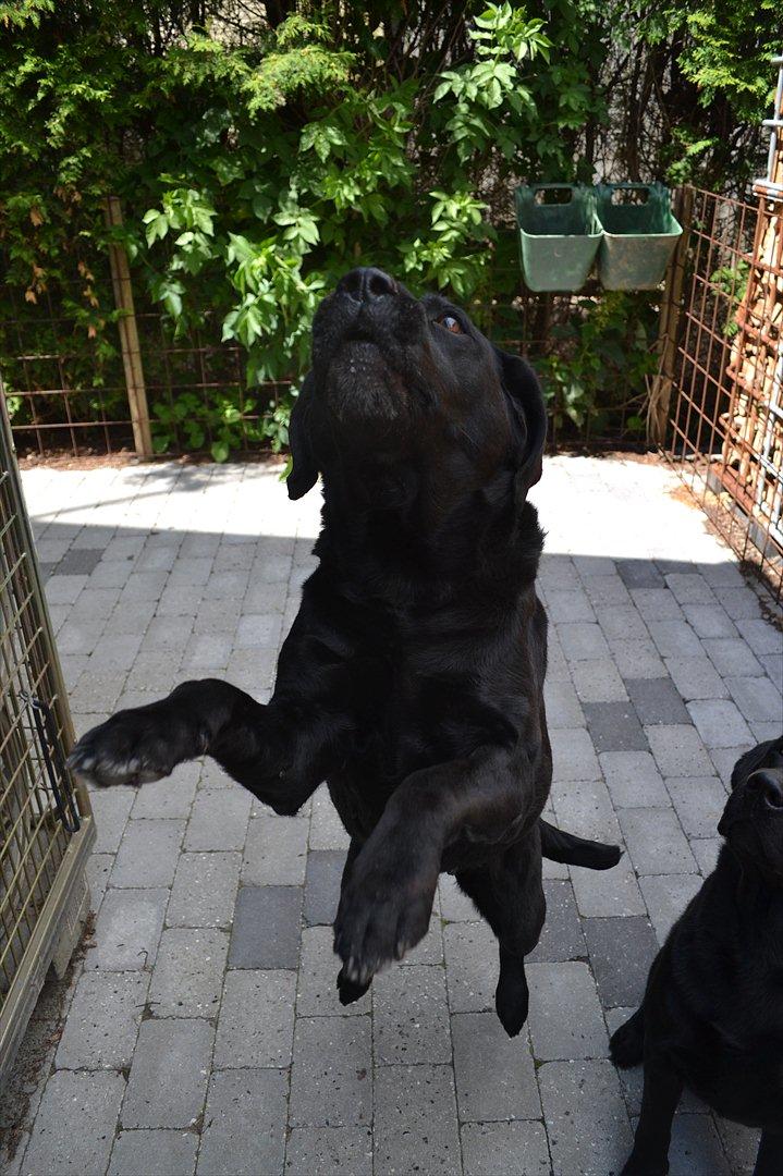 Labrador retriever Hølyst´s Amica R.I.P billede 15