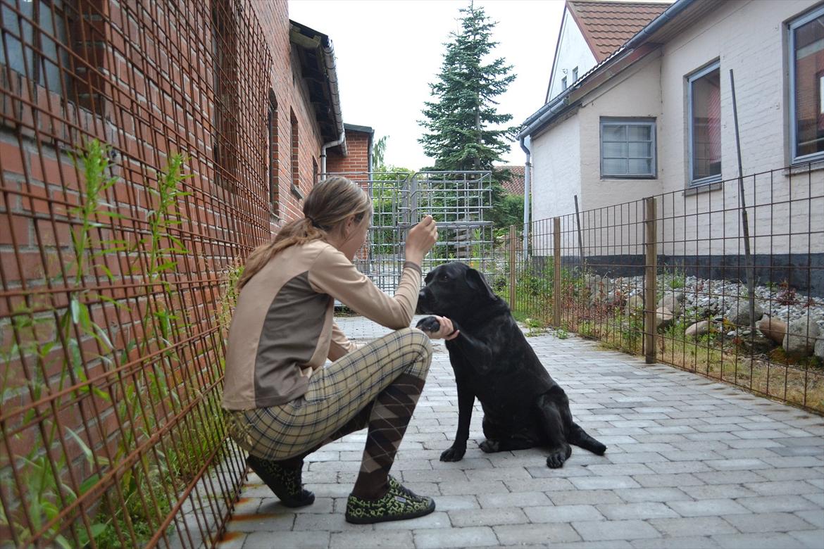 Labrador retriever Hølyst´s Amica R.I.P billede 16