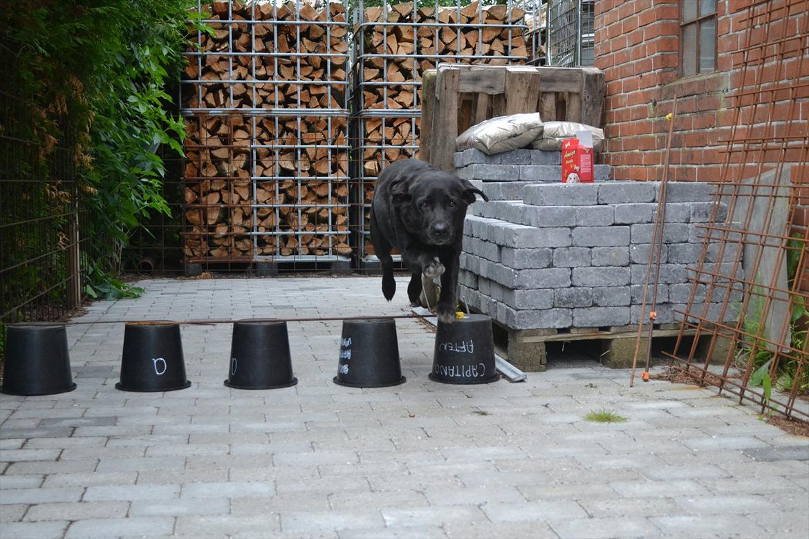 Labrador retriever Hølyst´s Amica R.I.P billede 17