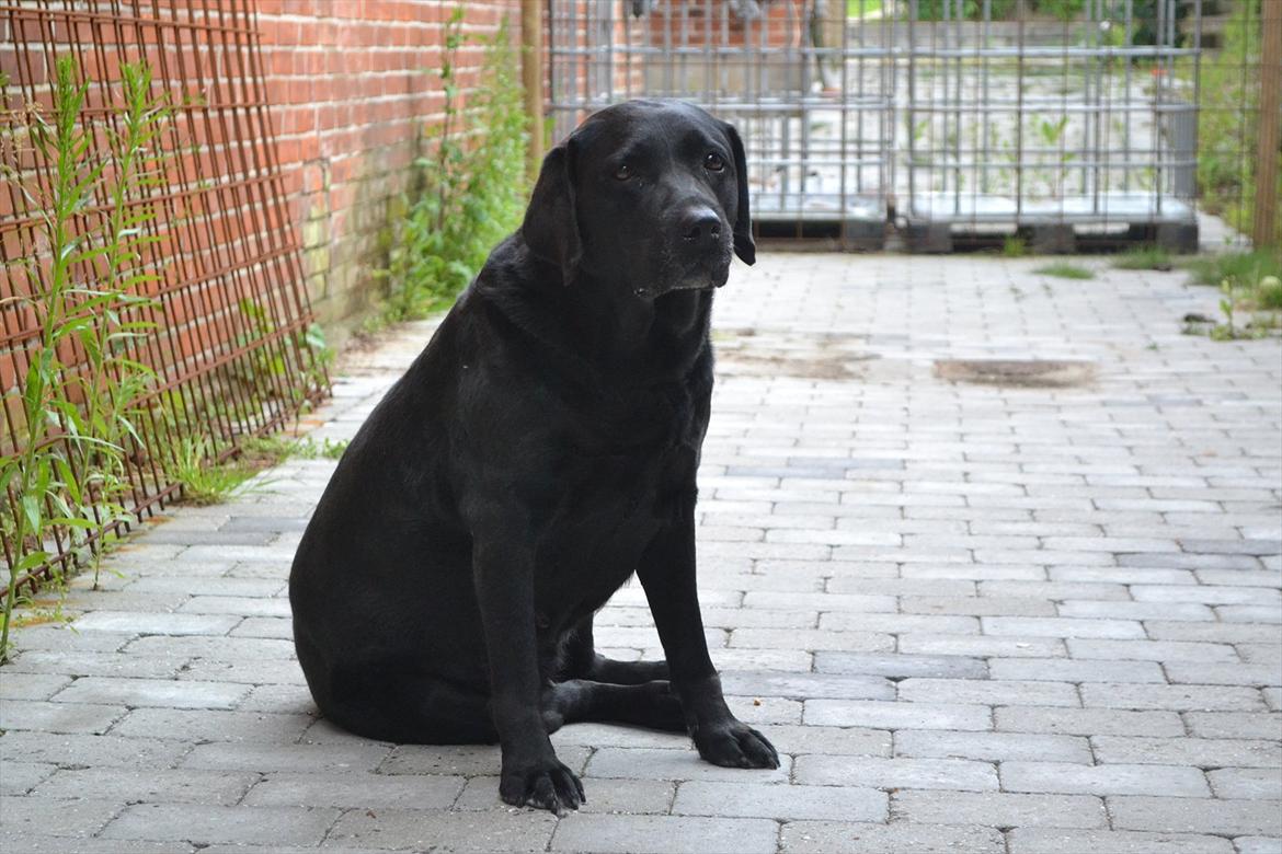 Labrador retriever Hølyst´s Amica R.I.P billede 18