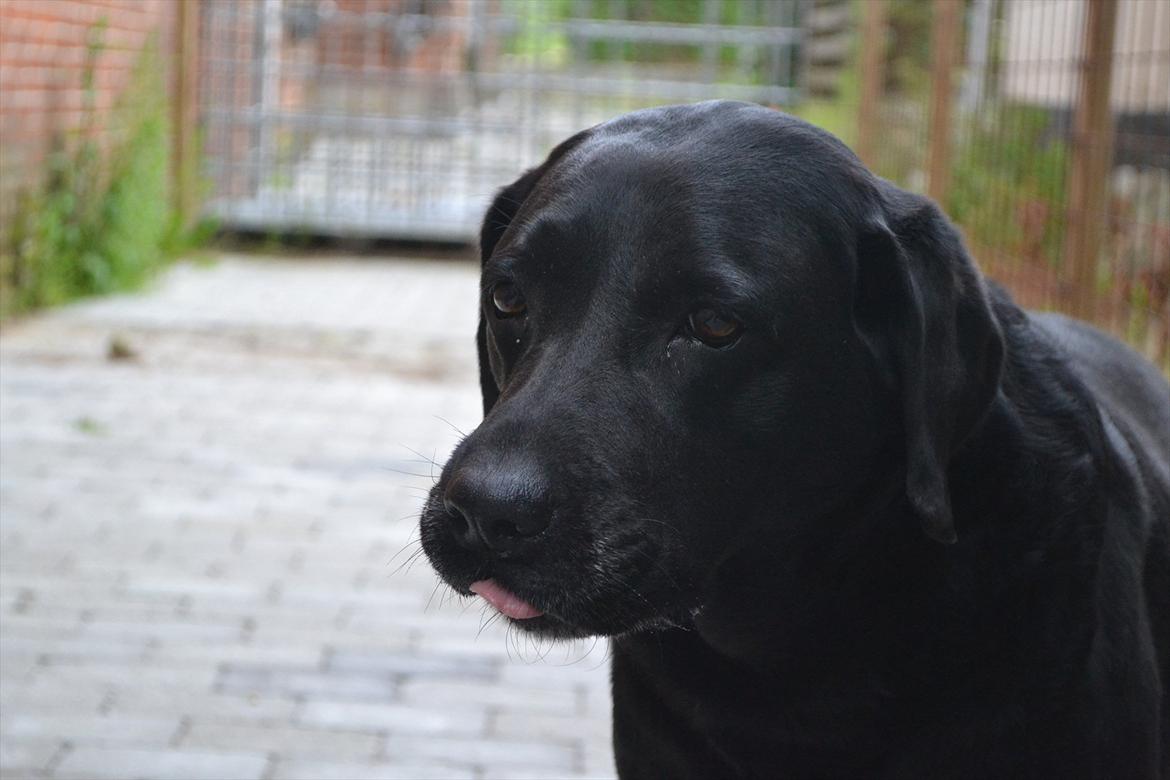 Labrador retriever Hølyst´s Amica R.I.P billede 19