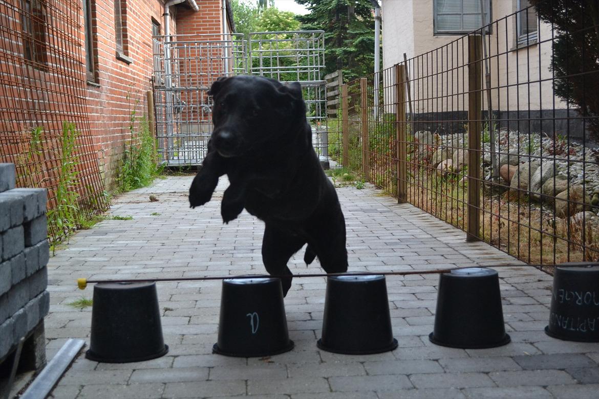 Labrador retriever Hølyst´s Amica R.I.P billede 20