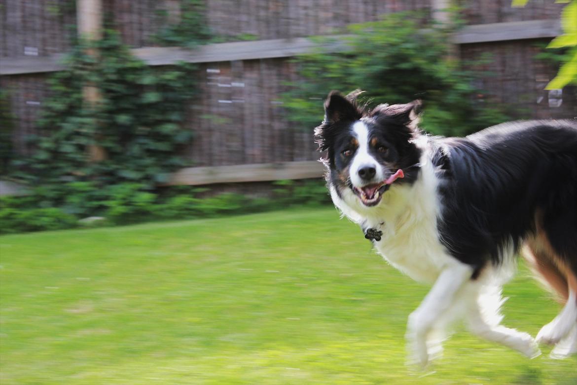 Border collie Mowgli - 20 07 2011 billede 1