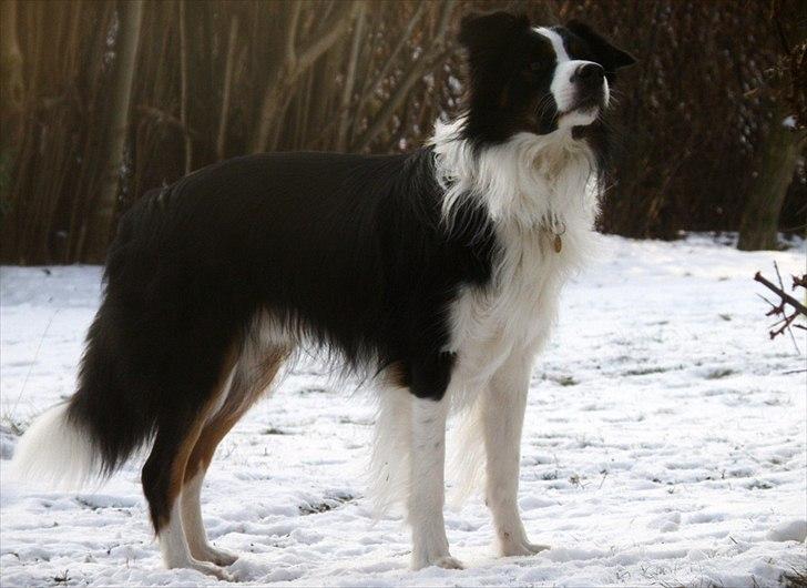 Border collie Mowgli - Vinter 2009 billede 4