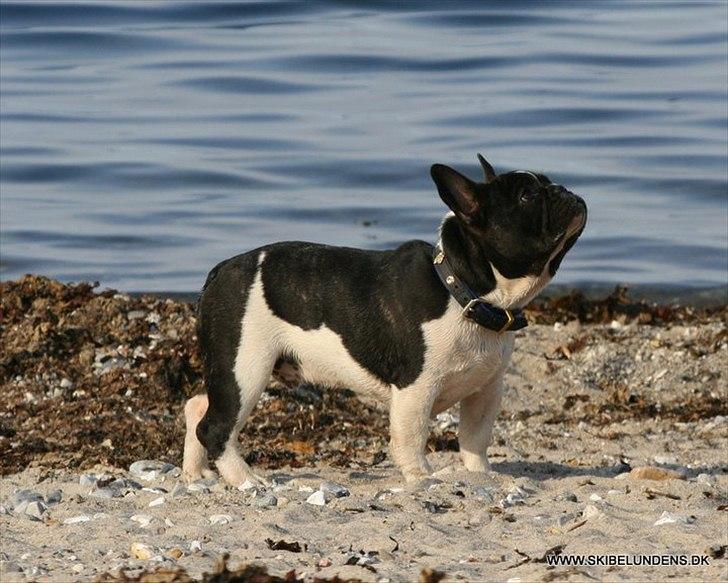 Fransk bulldog BusherPljus Peace Of Luck - Otto næsten 6 mdr..
 billede 1