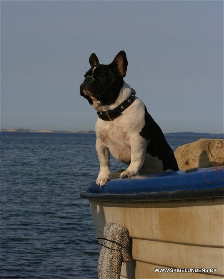 Fransk bulldog BusherPljus Peace Of Luck billede 2