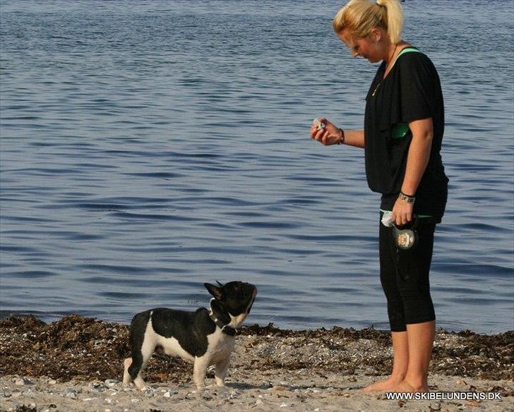 Fransk bulldog BusherPljus Peace Of Luck billede 3