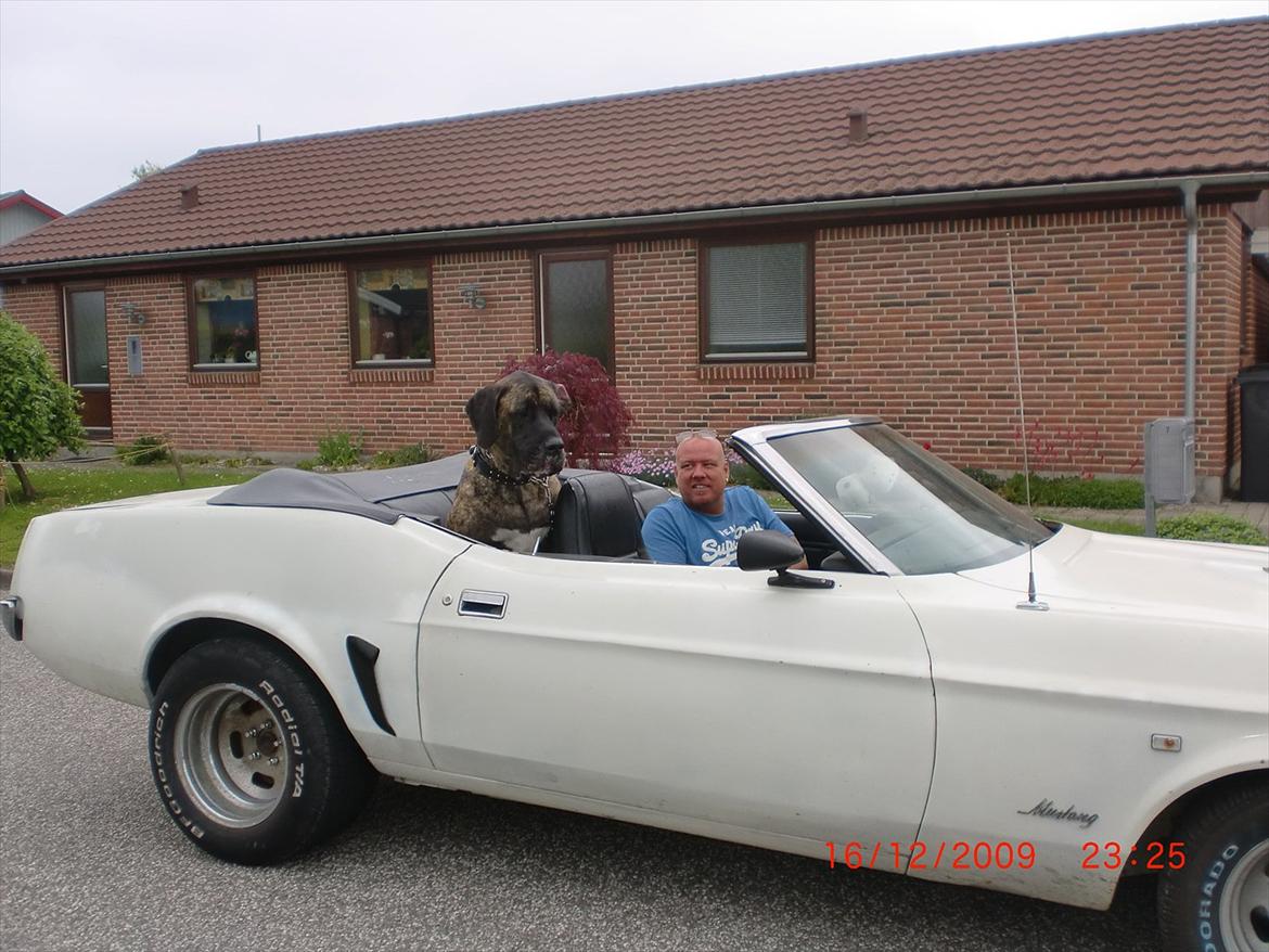 Blanding af racer bølle billede 16