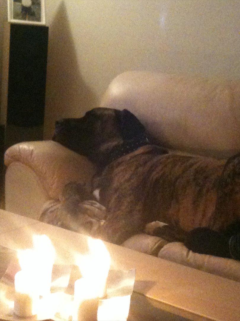 Blanding af racer bølle billede 18