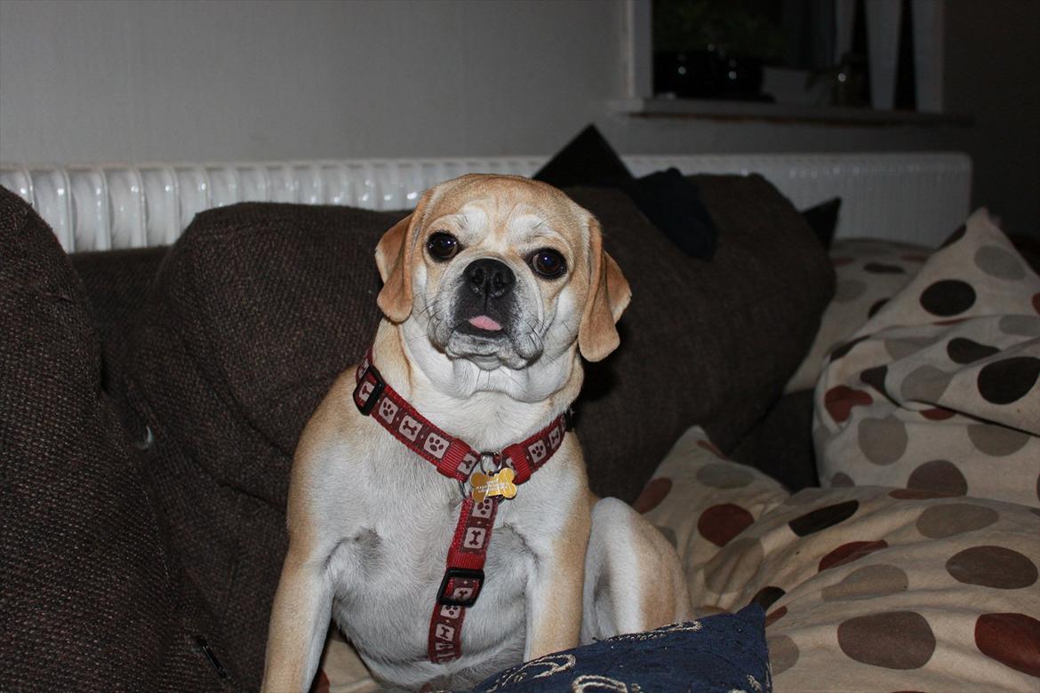 Blanding af racer "Puggle" Sille billede 2