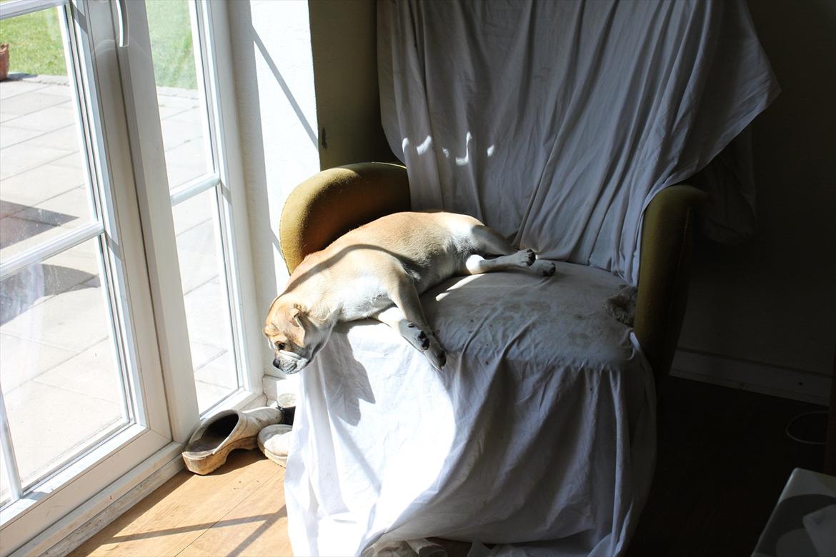 Blanding af racer "Puggle" Sille billede 4