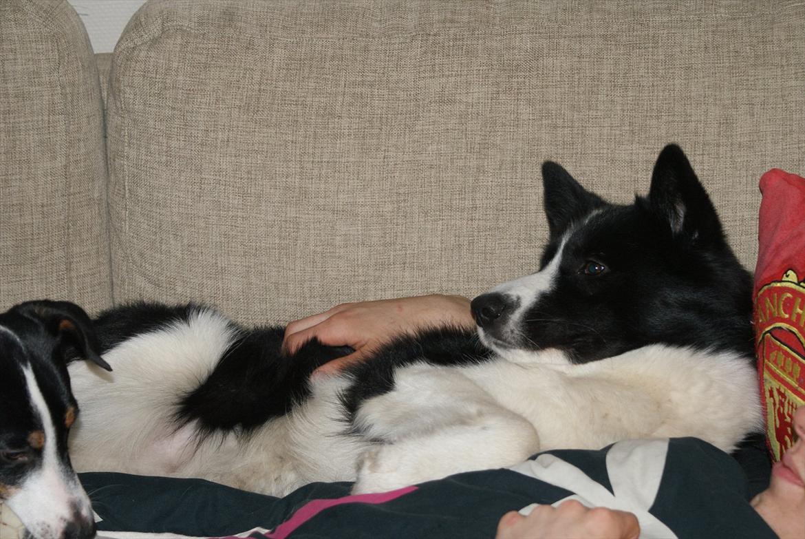 Karelsk bjørnehund Bjørn billede 9