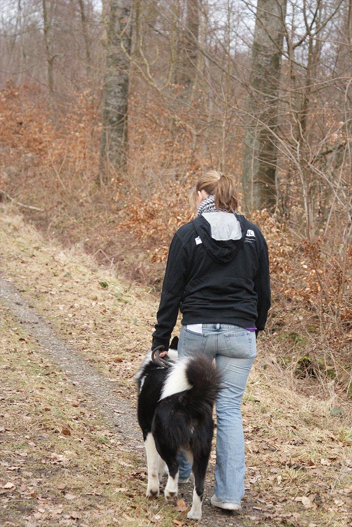 Karelsk bjørnehund Bjørn billede 10