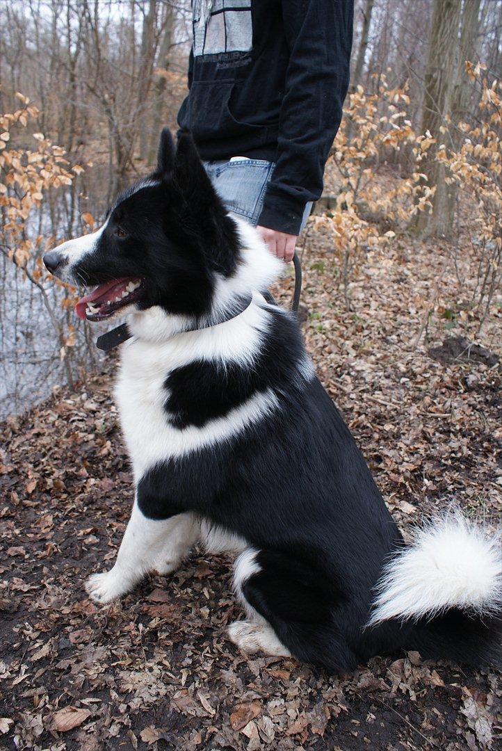 Karelsk bjørnehund Bjørn billede 11
