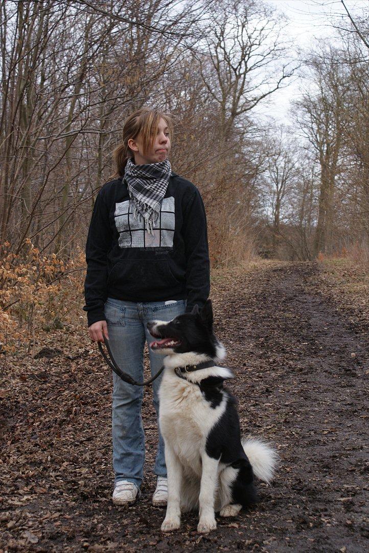 Karelsk bjørnehund Bjørn billede 12