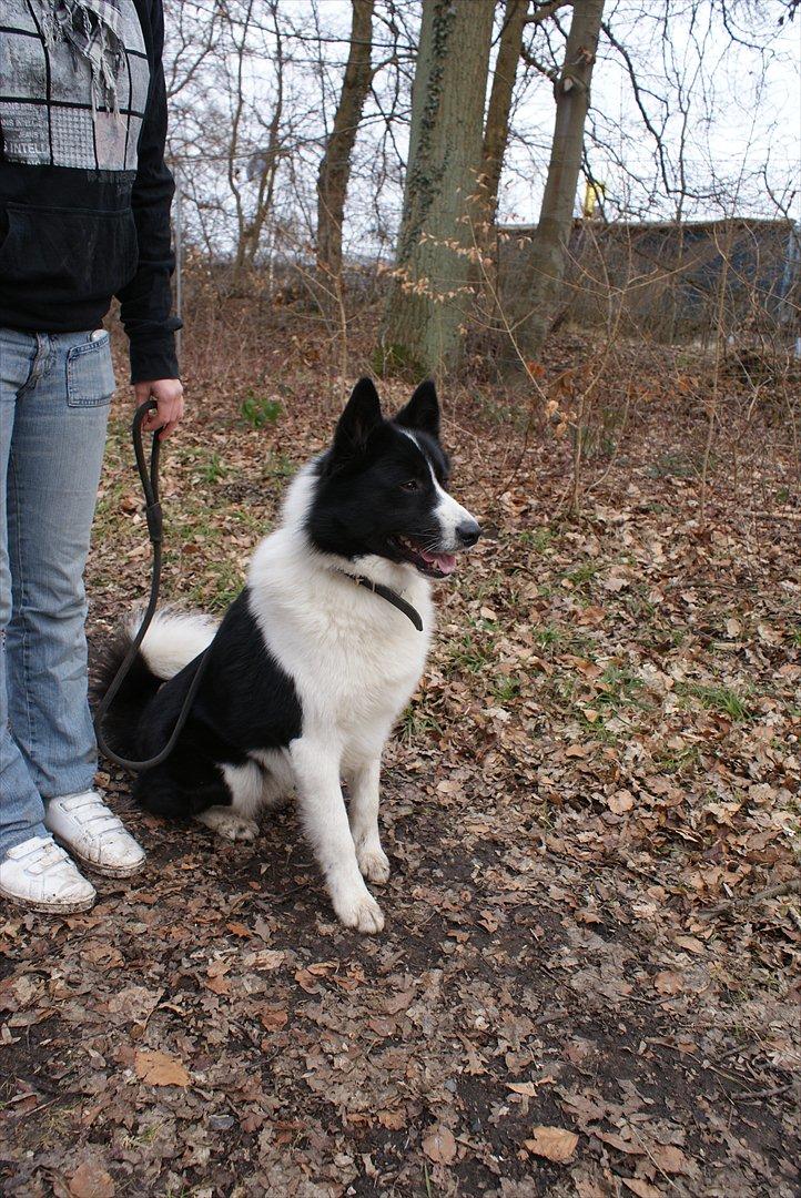 Karelsk bjørnehund Bjørn billede 13