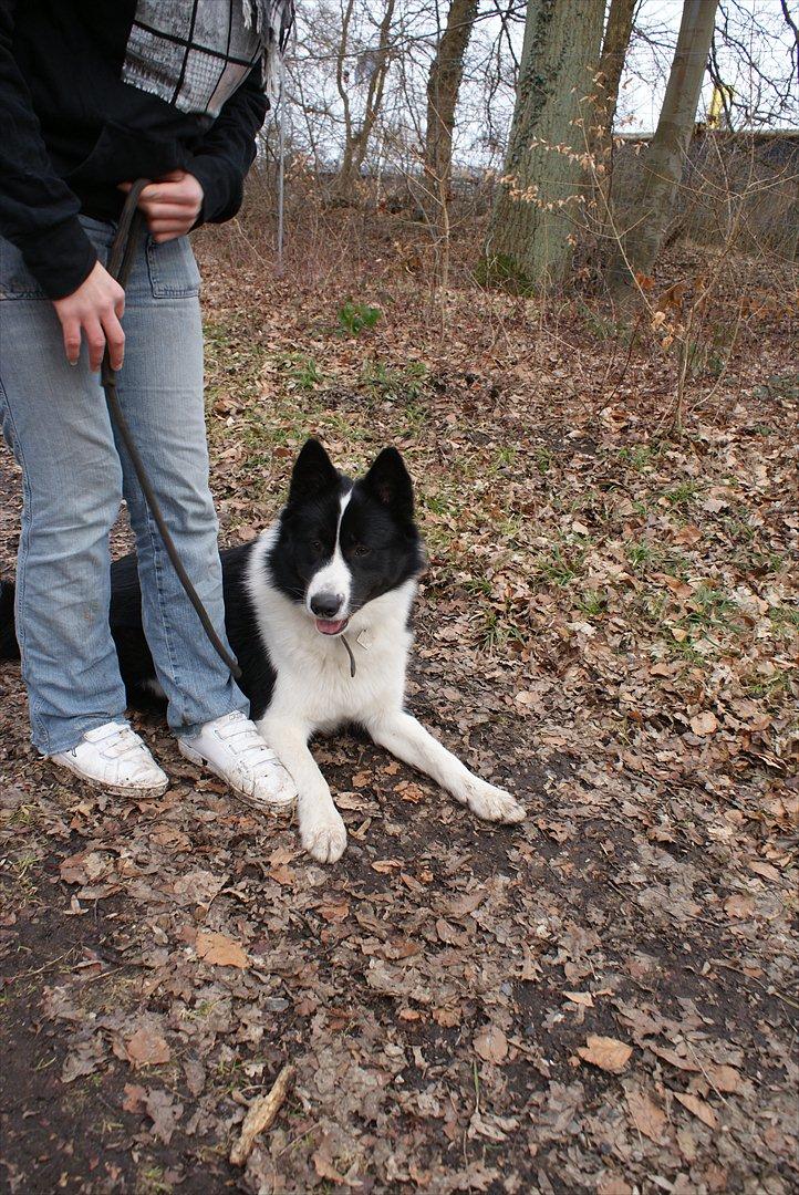 Karelsk bjørnehund Bjørn billede 14