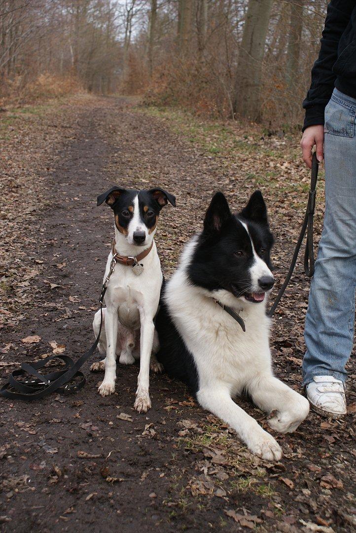 Karelsk bjørnehund Bjørn billede 15
