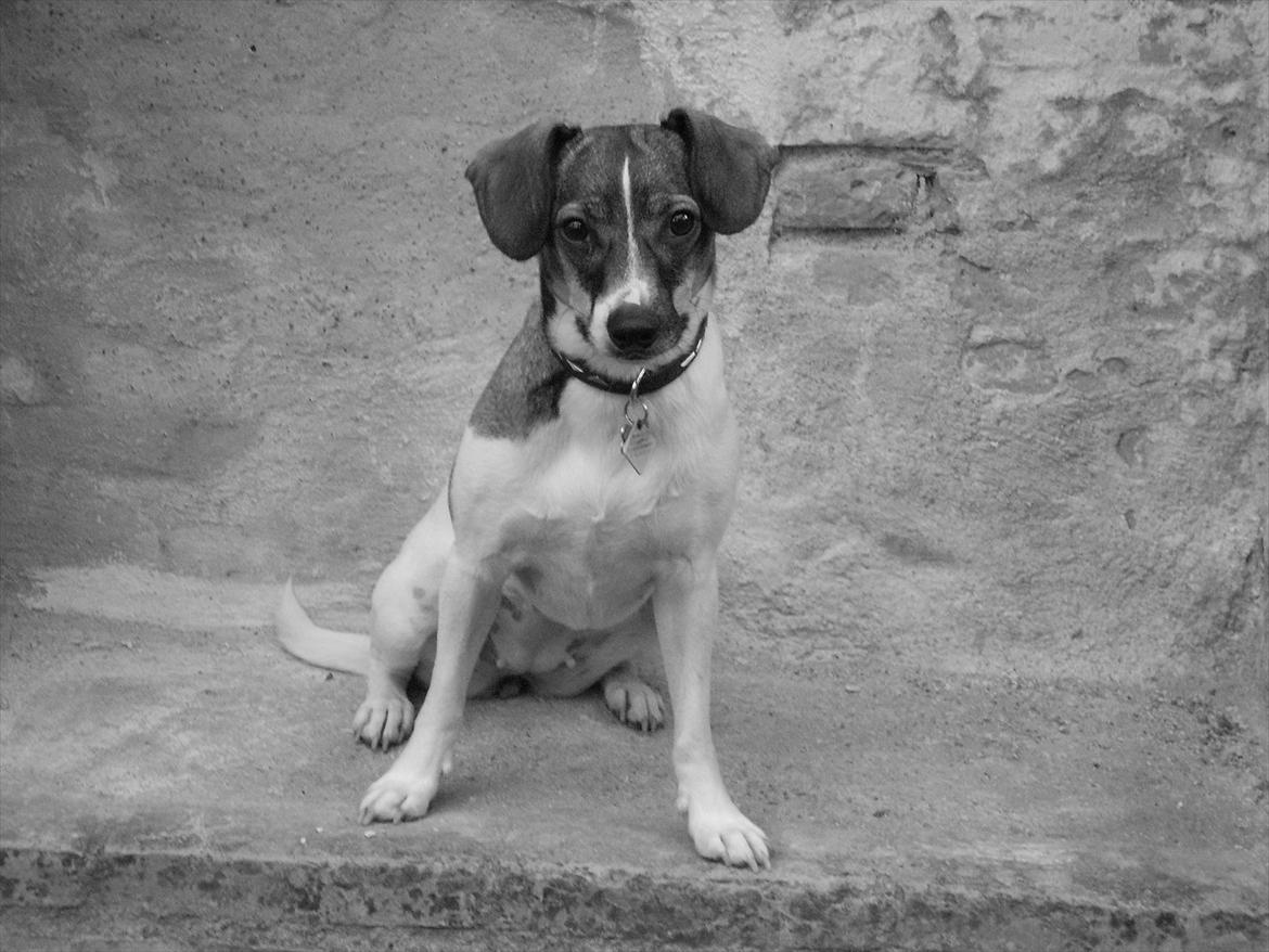 Dansk svensk gaardhund Thilde  billede 20