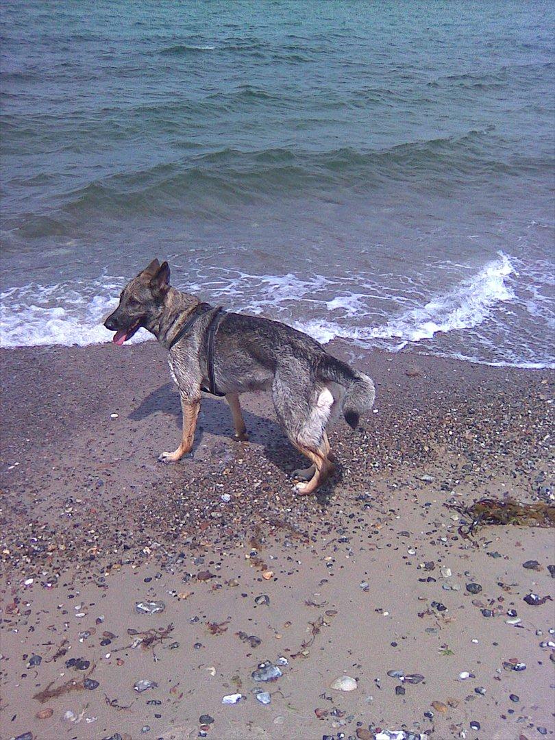 Schæferhund Sportshund Cheska. (Zenta). - På stranden ved sommerhuset. billede 28