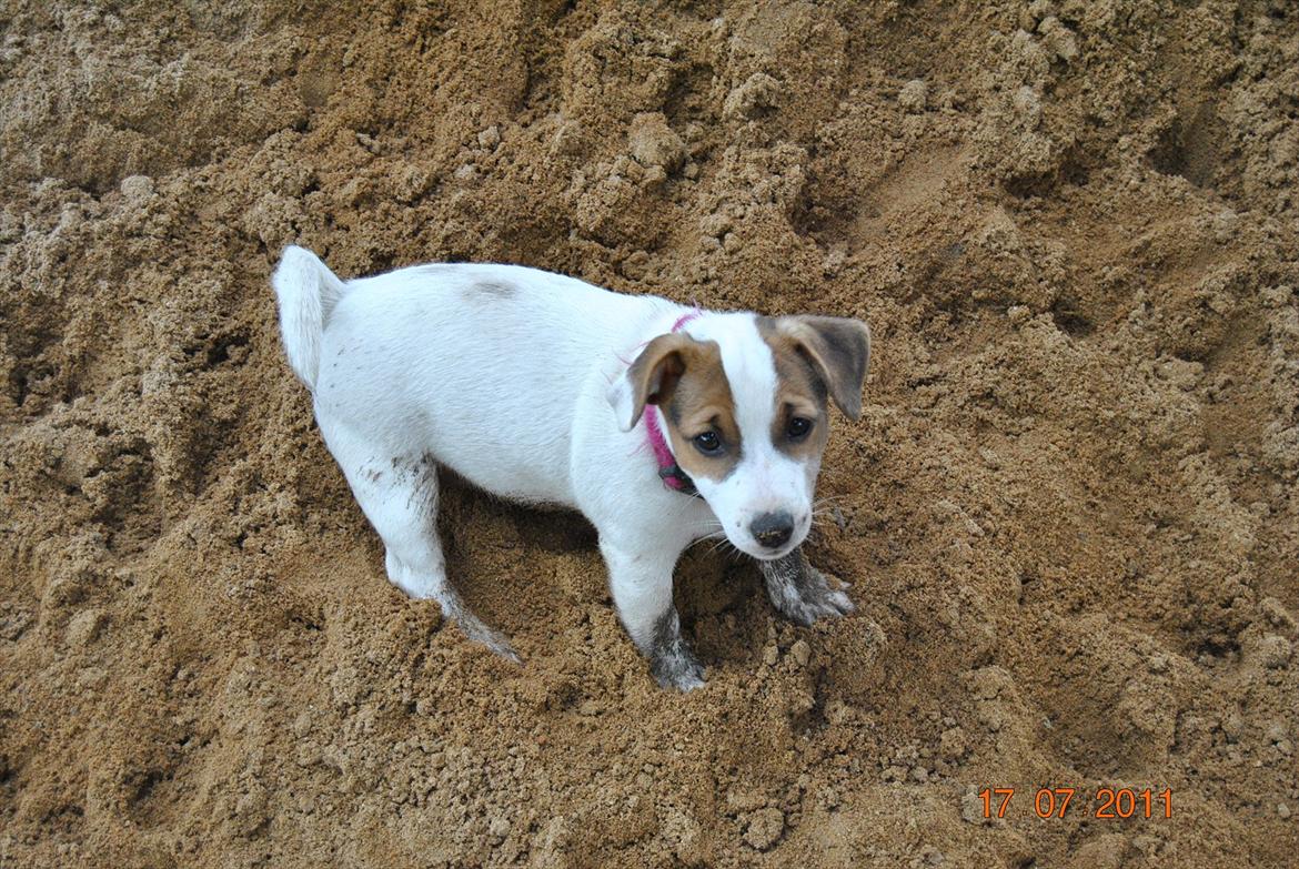 Jack russell terrier Maggie billede 4