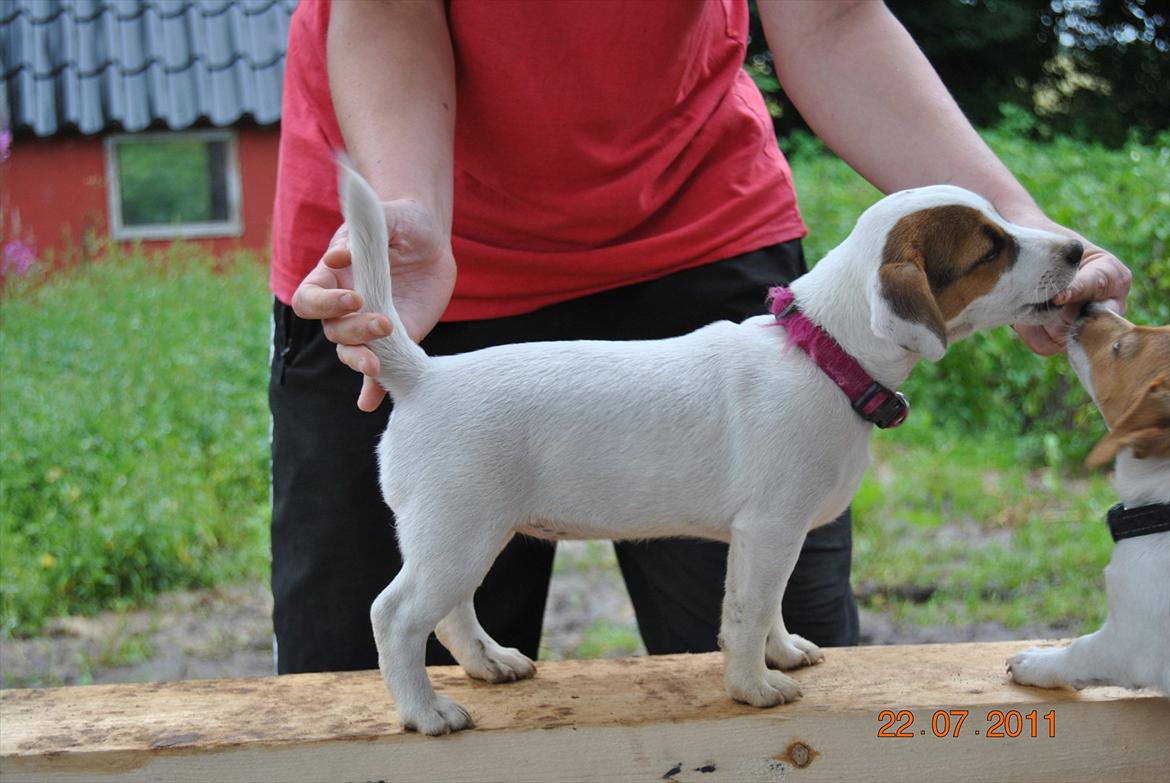 Jack russell terrier Maggie billede 2