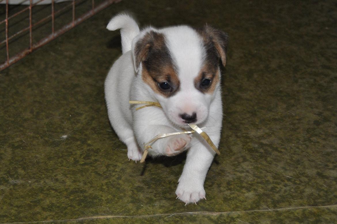Jack russell terrier Maggie billede 3