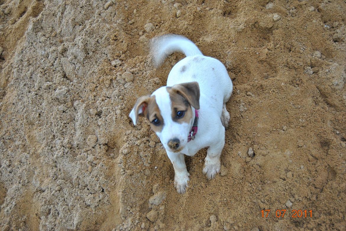 Jack russell terrier Maggie billede 1