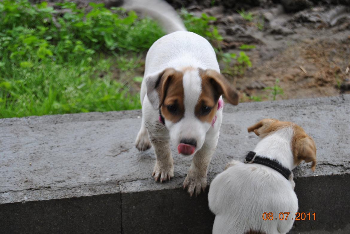 Jack russell terrier Maggie billede 5
