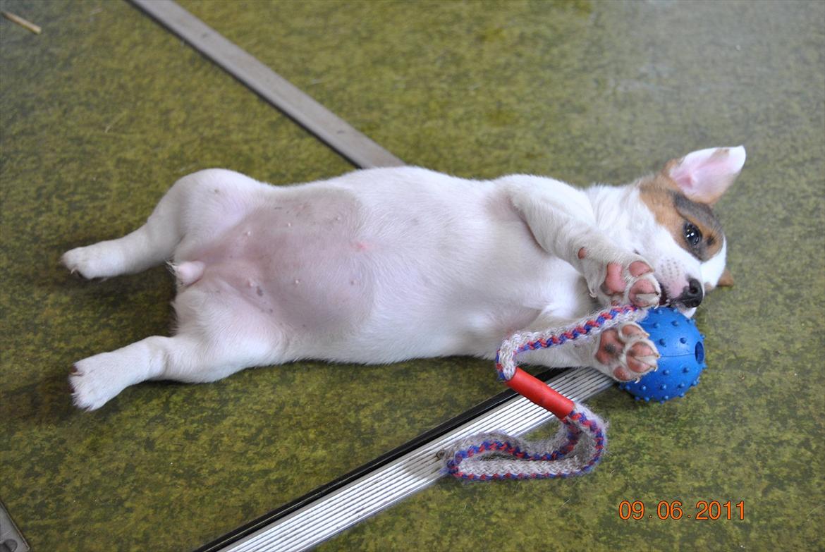 Jack russell terrier Maggie billede 6