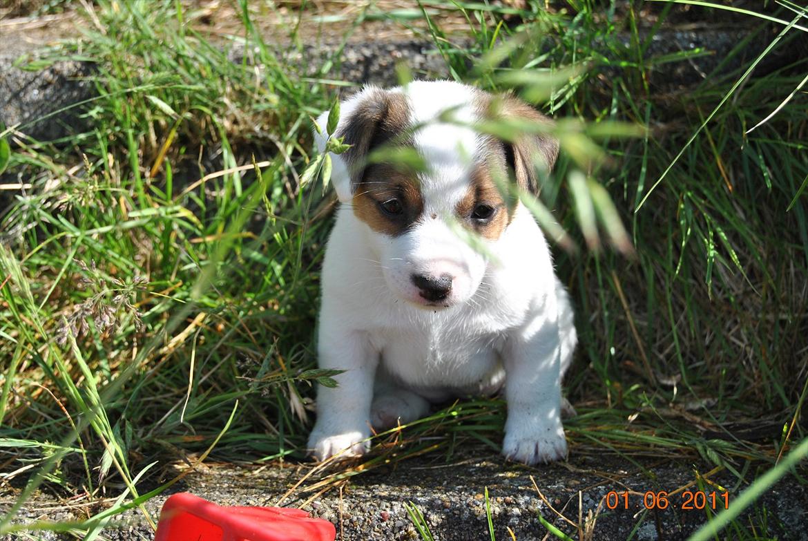 Jack russell terrier Maggie billede 7