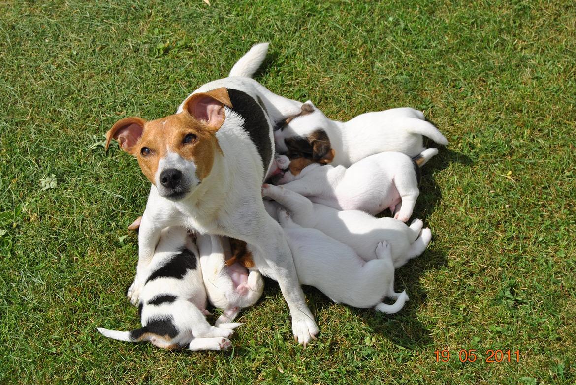Jack russell terrier Maggie billede 8