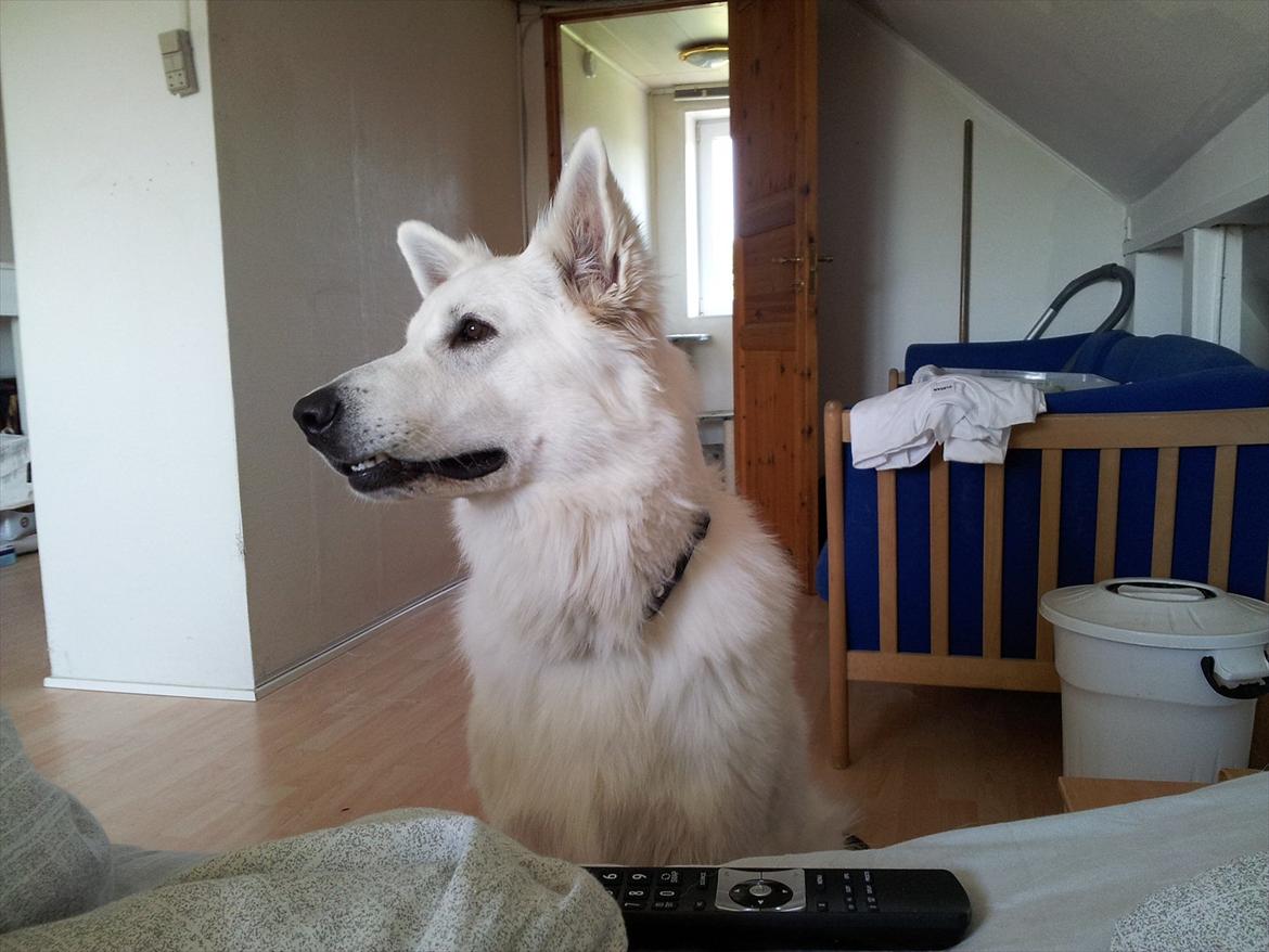 Hvid schæfer pino billede 9