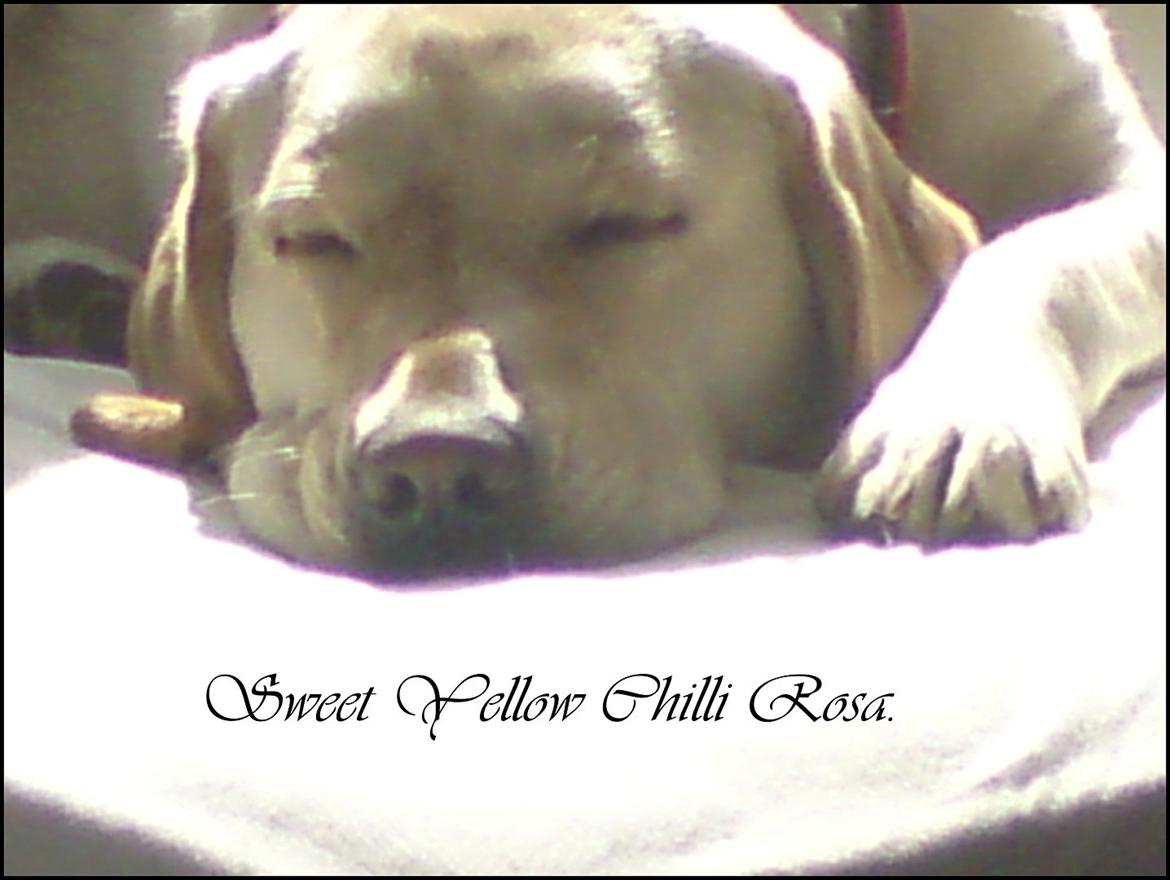 Labrador retriever Sweet yellow chilli rosa. billede 1