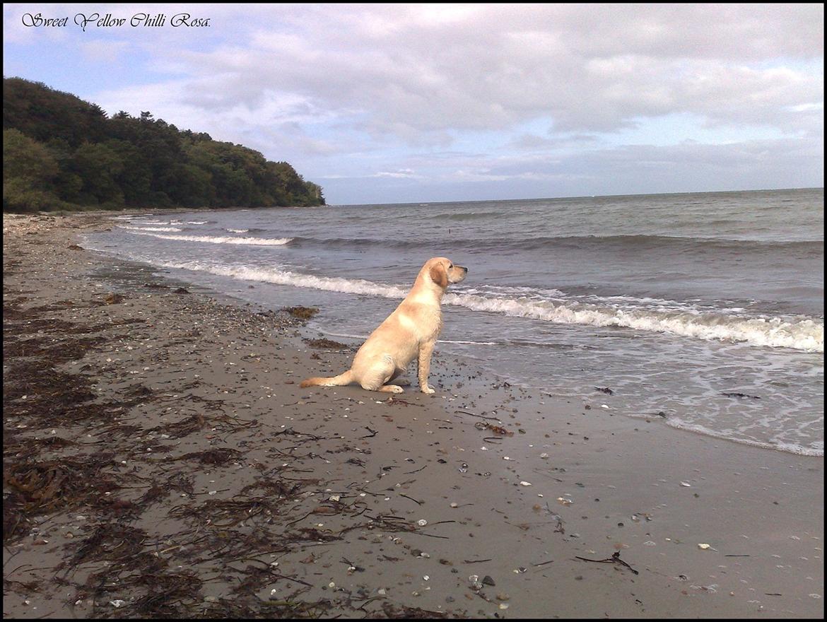 Labrador retriever Sweet yellow chilli rosa. billede 2