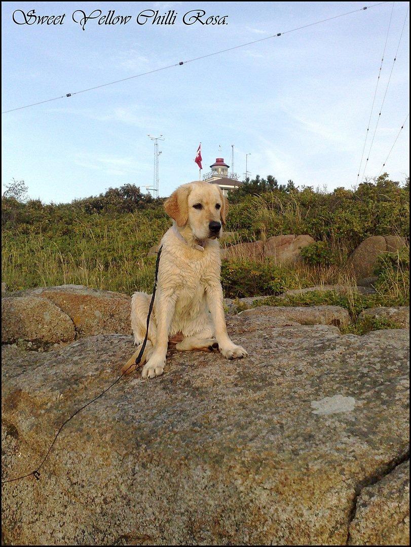 Labrador retriever Sweet yellow chilli rosa. billede 3