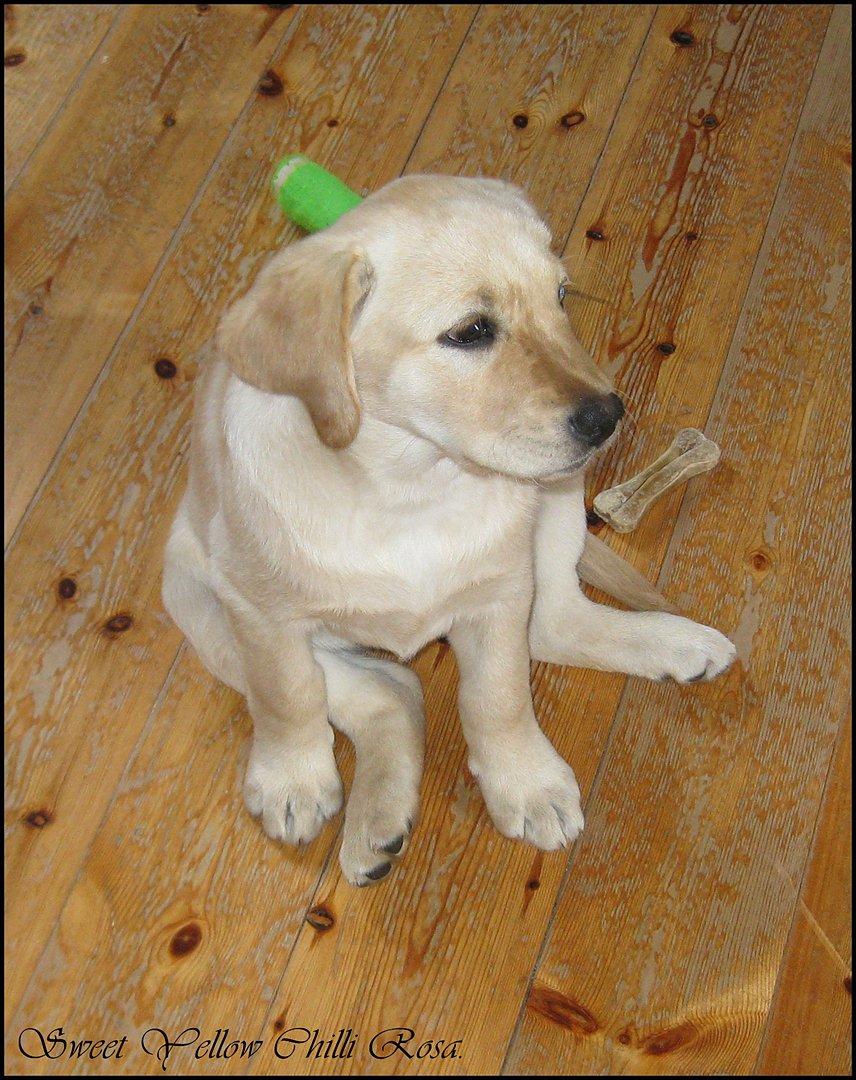 Labrador retriever Sweet yellow chilli rosa. billede 4