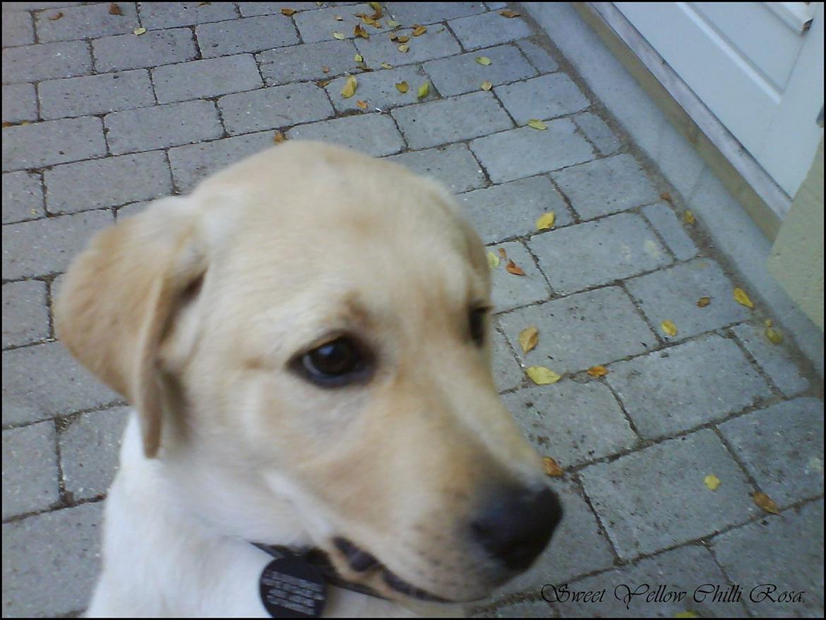 Labrador retriever Sweet yellow chilli rosa. billede 5