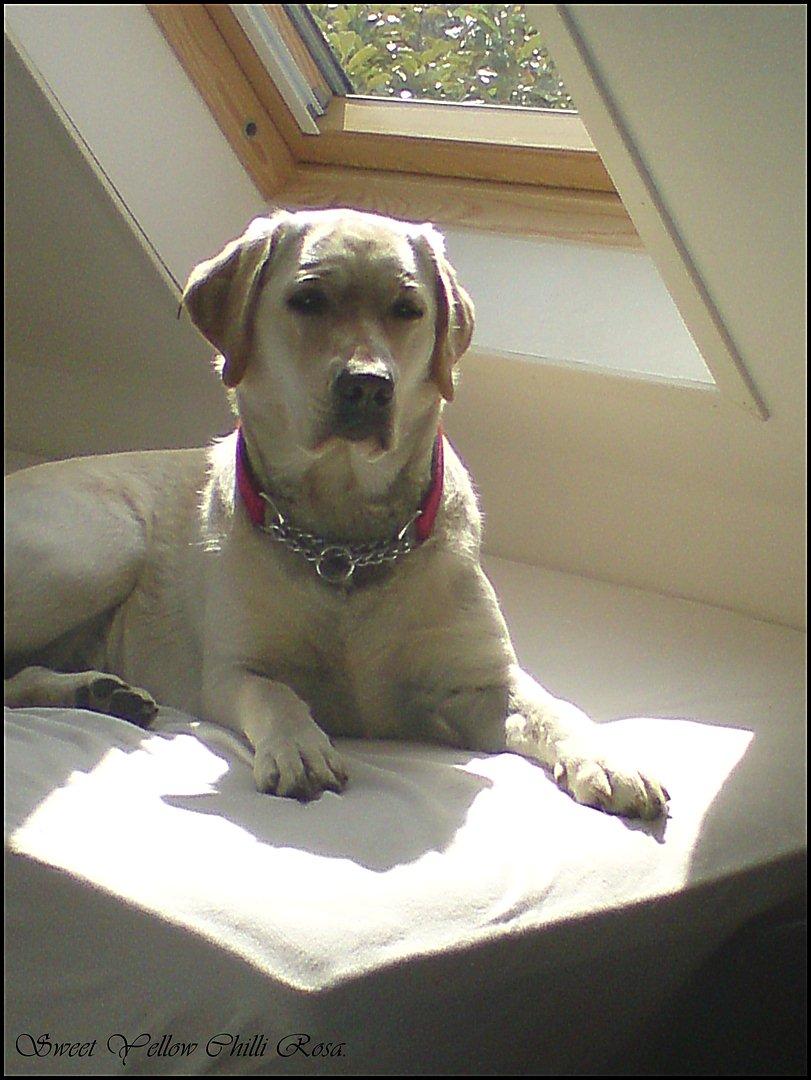 Labrador retriever Sweet yellow chilli rosa. billede 6